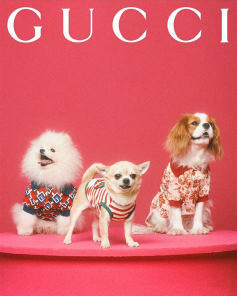 gucci pet|gucci pet collection.